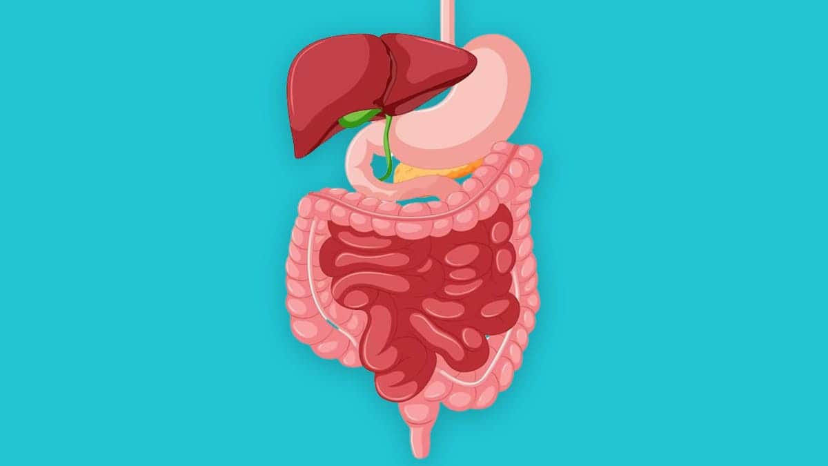 Enhance Gut Health