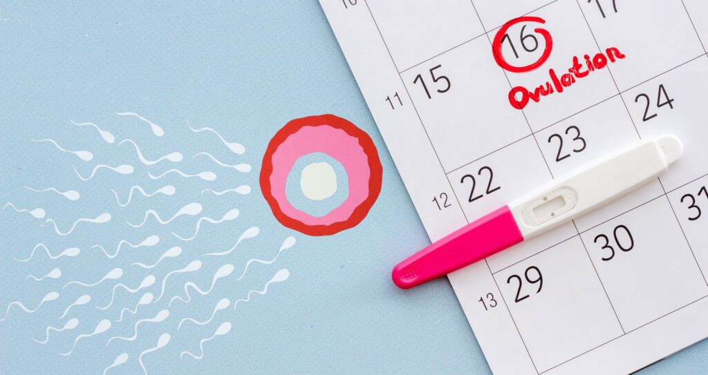 Foods to Eat During Ovulation Phase