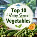 Rainy Season Vegetables